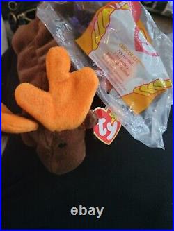 2 TY Beanie Baby Chocolate the Moose VERY RARE Errors Mint Condition Retired