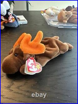 RARE withTag ErrorsTY Beanie Baby Chocolate the Moose 1993