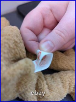 TY Beanie Baby Very Rare Curly the Bear with Tag Errors (1993/1996) & Brown Nose