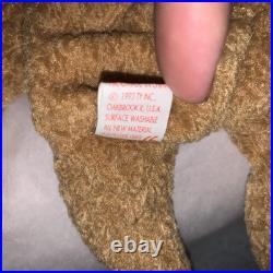 TY Beanie Baby Very Rare Curly the Bear with Tag Errors (1993/1996) & Brown nose