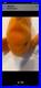 Ty-Beanie-Babies-Goldie-the-Goldfish-4023-PVC-Pellets-RARE-Mint-01-fm