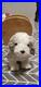 Ty-Beanie-Babies-Herder-2001-2002-RARE-WITH-ERRORS-01-qnwa