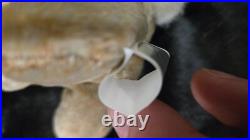 Ty Beanie Babies Nibbly The Rabbit Tag Errors 1998 Space Holographic RARE Ty Beanie Babies Nibbly The Rabbit Tag Errors 1998 Space Holographic RARE