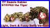 Ty-Beanie-Babies-Stripes-The-Tiger-Light-Dark-U0026-Fuzzy-Belly-Oddity-Error-Value-Bbtoystore-Com-01-se