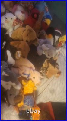 Ty Beanie Baby Lot of 54 Original and Rare Collectibles 93-99 All Errors Withtags